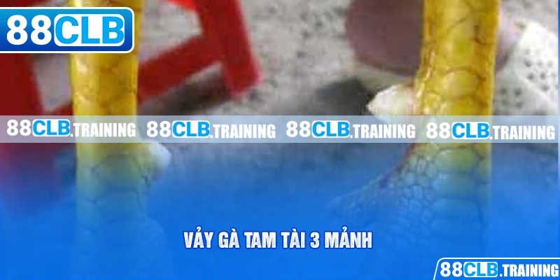 Vảy gà tam tài 3 mảnh